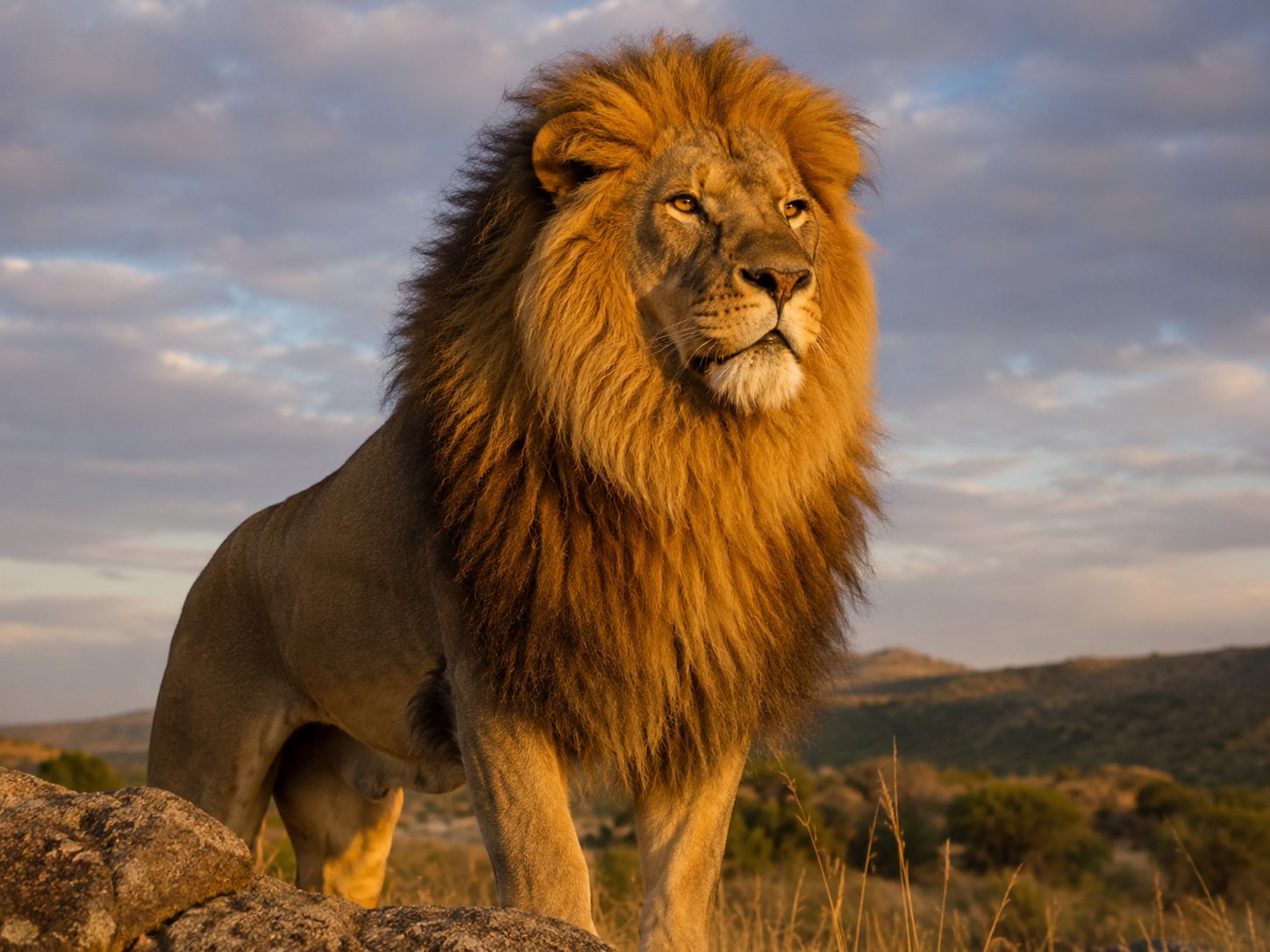 León en su hábitat natural